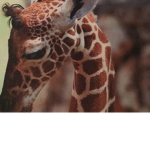 Mr. baby giraffe