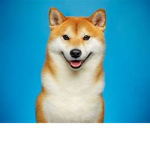 Shiba Inu Love Group