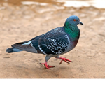 Pigeons armys