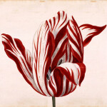 [relocated!] SA | The Semper Augustus Store