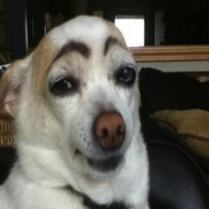 Funny dog Roblox decal