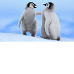 penguin love fan club