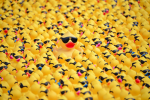 DUCKY ARMY ORIGINAL