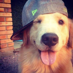 DoggoSquadFTW