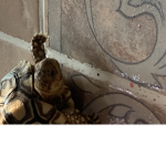 Super turtlesss