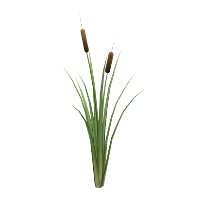 Cattail