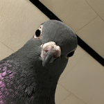 The Pigeonia