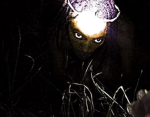 Vamp_lame