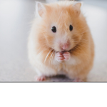 +-Hamster group-+