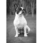 Puppy’s are so cute studios