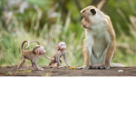 Monkey Need Money