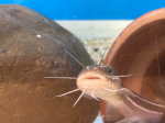メロロの遊び場