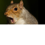 The Killer Squirrel