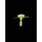Plang