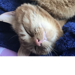 ~ Kitty Fans ~