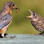 awesome bird