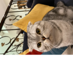 Mist catty