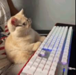 Muffin is my cat