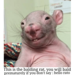 hackedhehehe