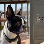 Petey. The Boston Army