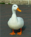 Duck Lovers of Robloxia