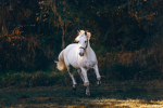 Tranquility Riding