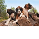Boxer Lovers. :3