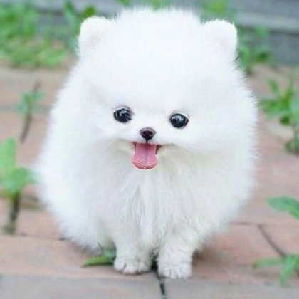 Cute Puppy Roblox decal