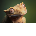 REPTILE LOVERS!