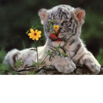 The Tiger Fan Organization