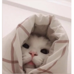 Pszczólki Merci <3