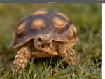 A Turtle Squad