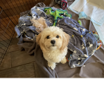 Dogs forever! JOIN IF YOU LOVE DOGS!