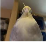 BIRDS are cool club