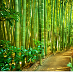 Panda Bamboo Land