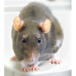 Sewer mouse gang