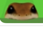 Reptile Studios!