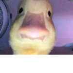 The ducks of freedom