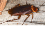 ROACHES TAKING OVER