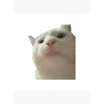 da cat bois