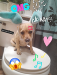 Milo paw pals