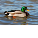 Ducky Duck Fan Group