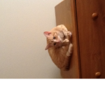 Meow With Cats