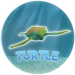 Sea Turtle