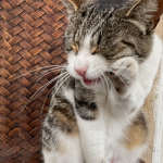 Meow kitty!