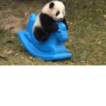My panda members