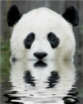 Together We Can Save The Pandas