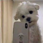 [ 과일 ] 젖소 친구들