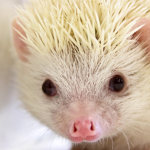 Hedgehog games!