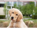 Group Puppy Jeff